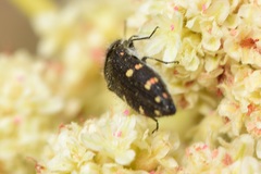 Acmaeodera angelica