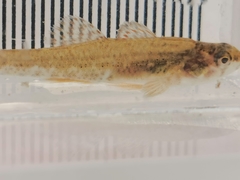 Etheostoma microperca