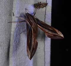 Xylophanes pyrrhus