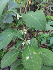 Paraphlomis intermedia