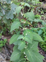 Paraphlomis intermedia