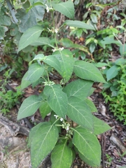 Paraphlomis intermedia