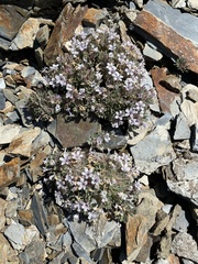 Collomia larsenii