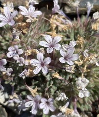 Collomia larsenii