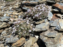 Collomia larsenii