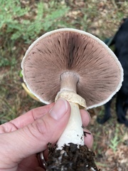 Agaricus didymus