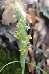Dichromanthus michuacanus