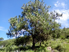 Pinus pseudostrobus