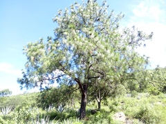 Pinus pseudostrobus