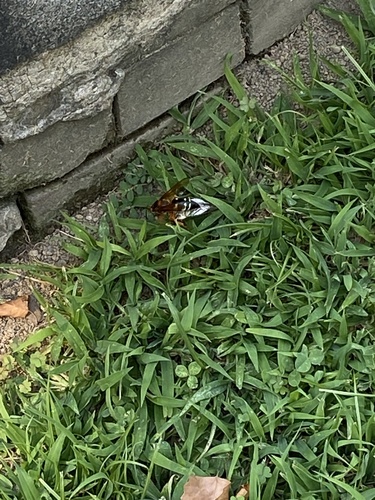 Eastern Cicada-killer Wasp