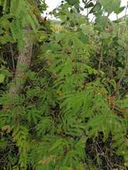 Senegalia berlandieri