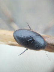 Hydaticus seminiger