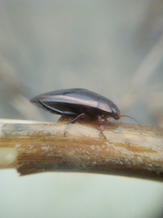 Hydaticus seminiger
