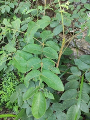 Aralia decaisneana