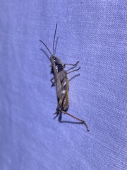 Chloealtis conspersa