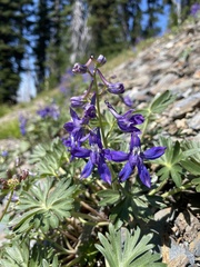 Delphinium glareosum