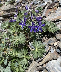 Delphinium glareosum