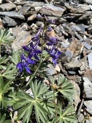 Delphinium glareosum
