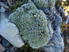 Veronica pulvinaris
