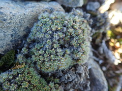 Veronica pulvinaris