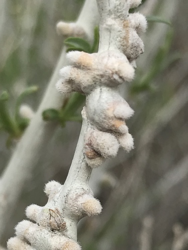 Rhopalomyia chrysothamni Felt, 1916