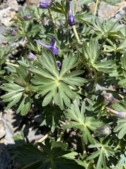 Delphinium glareosum