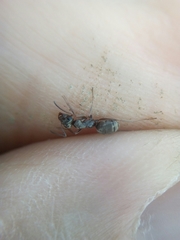 Formica cinerea