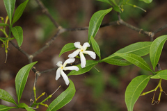 Tabernaemontana pandacaqui