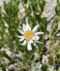 Eucephalus paucicapitatus