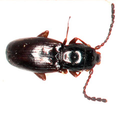 Laemophloeidae