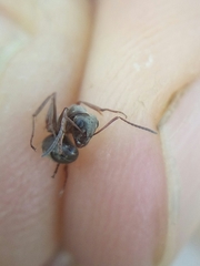 Formica cinerea