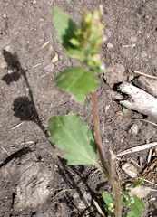 Cyclachaena xanthiifolia