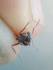 Formica cinerea