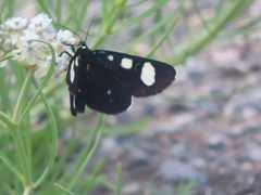 Alypiodes flavilinguis