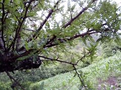 Bursera bipinnata