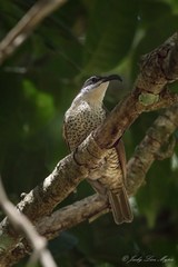 Ptiloris paradiseus