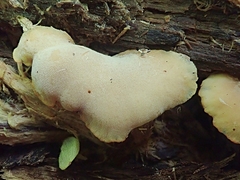 Hohenbuehelia angustata
