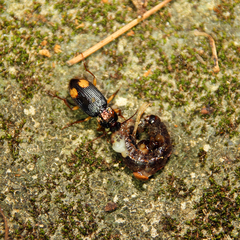 Chlaenius bioculatus