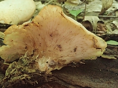 Hohenbuehelia angustata