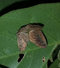 Adelotypa densemaculata