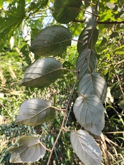 Actinidia latifolia