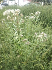 Asclepias mexicana