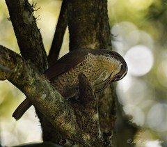 Ptiloris paradiseus