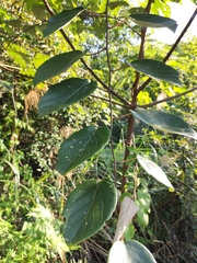 Actinidia latifolia