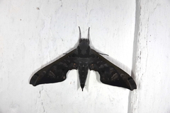 Adhemarius sexoculata