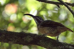 Ptiloris paradiseus