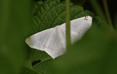 Sericoptera