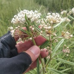 Asclepias mexicana
