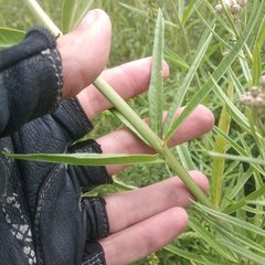 Asclepias mexicana