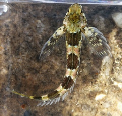 Lepidoblennius haplodactylus